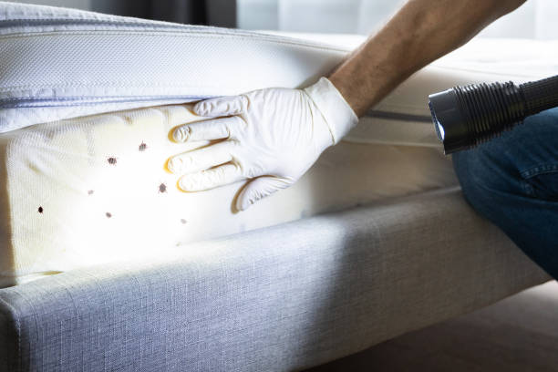 Best Flea Control Services  in Mccla, AL